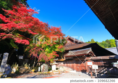 [滋賀縣]晴朗的日子西教寺的紅葉（會堂） 109682266