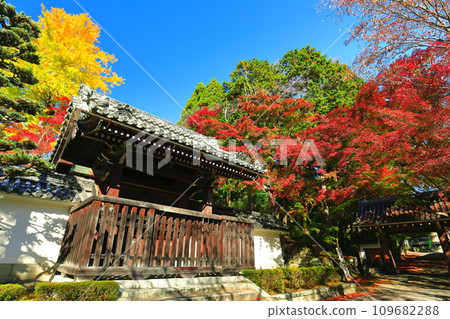 [滋賀縣]晴天西教寺的紅葉（Chokushumon） 109682288