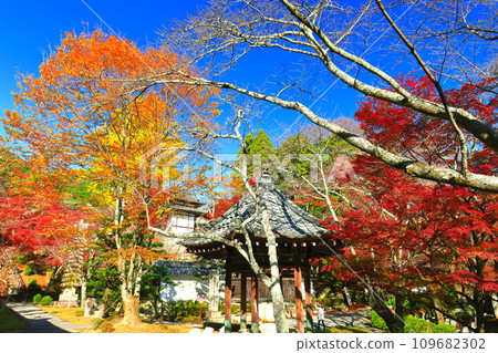 [滋賀縣]晴天西教寺的紅葉 109682302