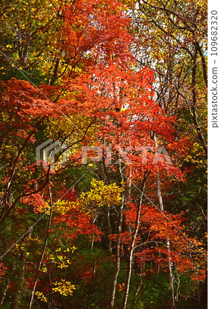 八岳的紅葉，森林的氣息 109682320