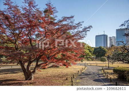 Hamarikyu Park, Chuo-ku, Tokyo, autumn leaves 109682611