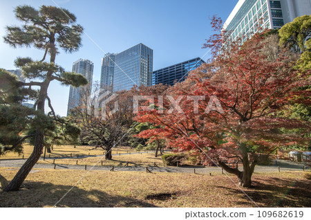 東京中央區濱離宮公園，秋葉 109682619