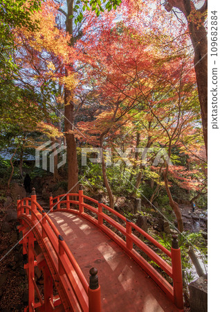 Koishikawa Korakuen, Bunkyo-ku, Tokyo, autumn leaves Koishikawa Korakuen, Bunkyo-ku, Tokyo, autumn leaves 109682884