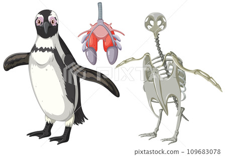 Set of penguin skeletal system and respiratory system 109683078