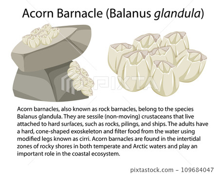 Acorn Barnacle isolated rocky shore animal 109684047