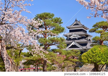 被櫻花包圍的國寶松本城 109684125