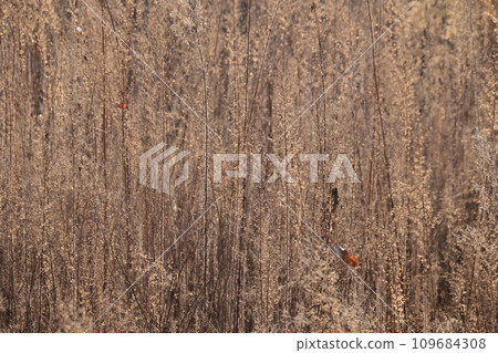 Dead grass of Goldenrod 109684308