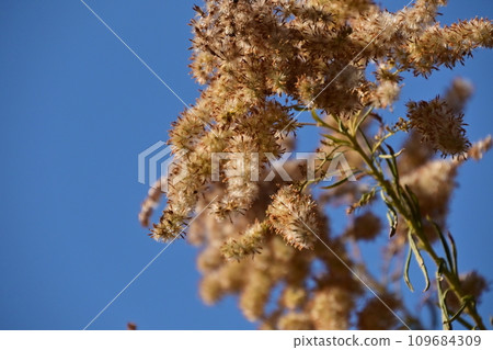 一枝黃花的枯萎花穗 109684309