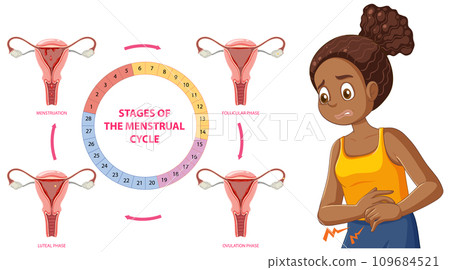 Stages of the Menstrual Cycle Concept 109684521