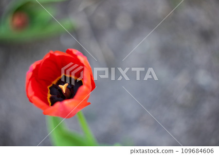Red lush bud of a tulip close up 109684606