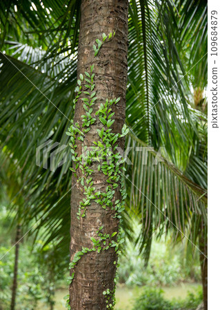 Parasitic vine wrapped around tree trunk in tropical forest 109684879