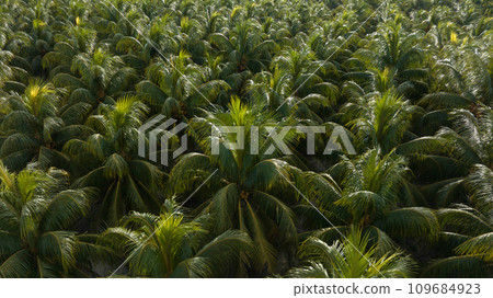 King coconut fruits grow on tree King coconut fruits grow on tree 109684923