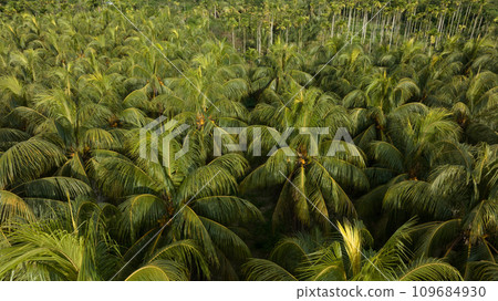 King coconut fruits grow on tree King coconut fruits grow on tree 109684930