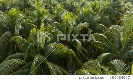 King coconut fruits grow on tree King coconut fruits grow on tree 109684937
