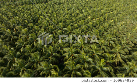 King coconut fruits grow on tree King coconut fruits grow on tree 109684959