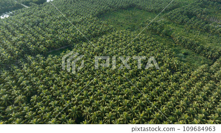 King coconut fruits grow on tree King coconut fruits grow on tree 109684963