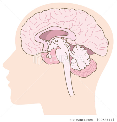 大腦的橫切面圖與頭部輪廓 109685441