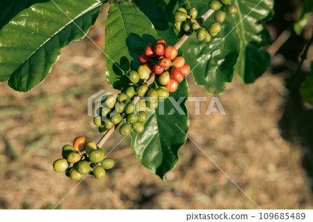 Coffee beans grow on tree Coffee beans grow on tree 109685489