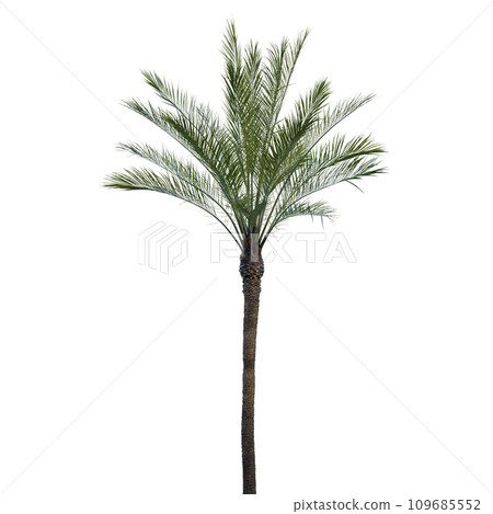 Isolated tree on a transparent background. Single tree isolated on a white background. 109685552