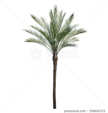 Isolated tree on a transparent background. Single tree isolated on a white background. 109685553