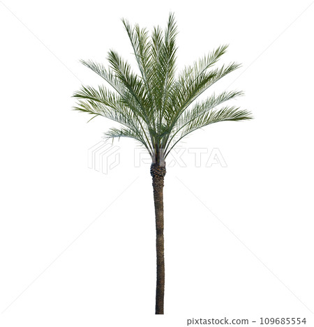 Isolated tree on a transparent background. Single tree isolated on a white background. 109685554
