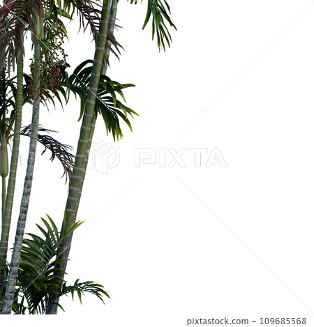 Isolated tree on a transparent background. Single tree isolated on a white background. 109685568