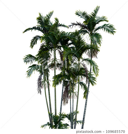 Isolated tree on a transparent background. Single tree isolated on a white background. Isolated tree on a transparent background. Single tree isolated on a white background. 109685570