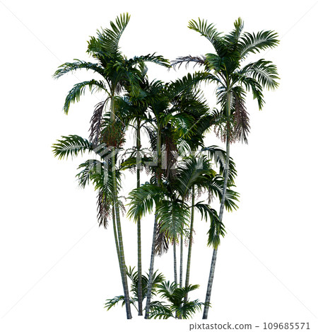 Isolated tree on a transparent background. Single tree isolated on a white background. 109685571