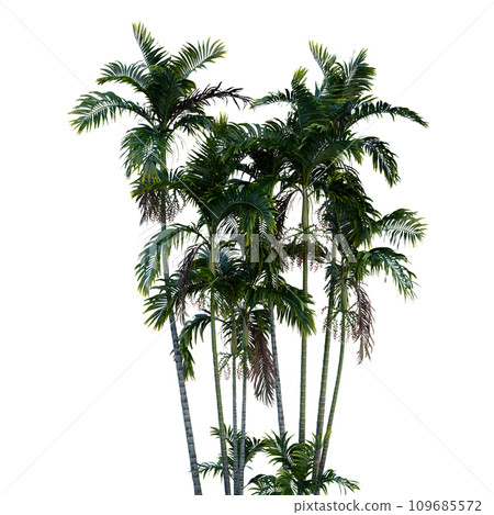 Isolated tree on a transparent background. Single tree isolated on a white background. Isolated tree on a transparent background. Single tree isolated on a white background. 109685572