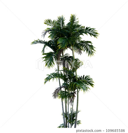 Isolated tree on a transparent background. Single tree isolated on a white background. Isolated tree on a transparent background. Single tree isolated on a white background. 109685586