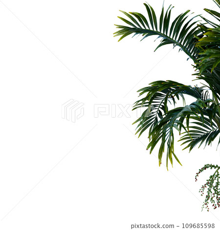 Isolated tree on a transparent background. Single tree isolated on a white background. Isolated tree on a transparent background. Single tree isolated on a white background. 109685598