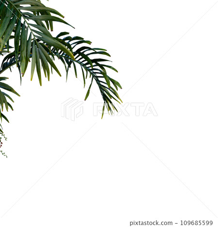 Isolated tree on a transparent background. Single tree isolated on a white background. Isolated tree on a transparent background. Single tree isolated on a white background. 109685599