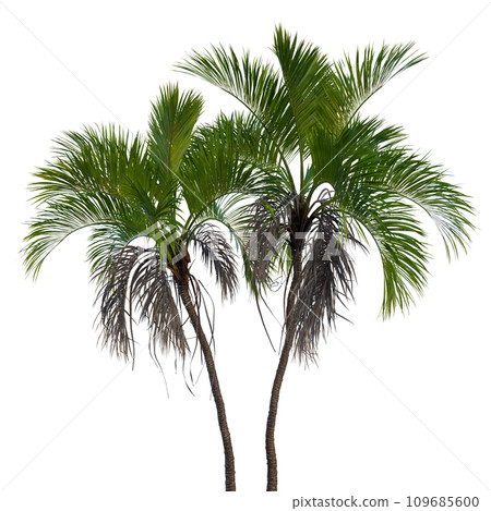 Isolated tree on a transparent background. Single tree isolated on a white background. Isolated tree on a transparent background. Single tree isolated on a white background. 109685600