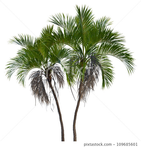 Isolated tree on a transparent background. Single tree isolated on a white background. Isolated tree on a transparent background. Single tree isolated on a white background. 109685601