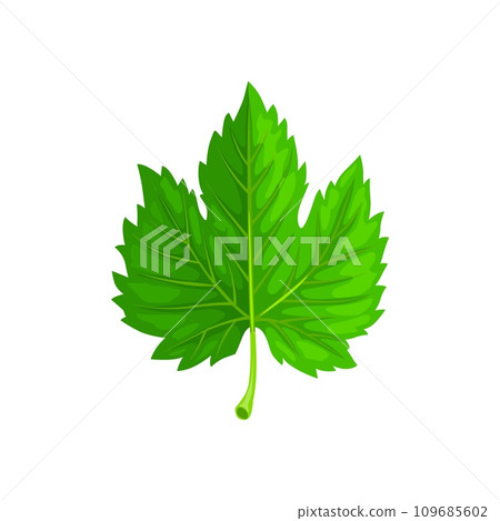 Green maple leaf, isolated cartoon vector foliage with symmetrical shape, intricate veins, lush verdant hues and pointed lobes, showcasing the beauty of nature, provide shade and oxygen 109685602