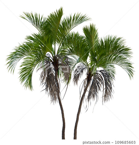Isolated tree on a transparent background. Single tree isolated on a white background. 109685603