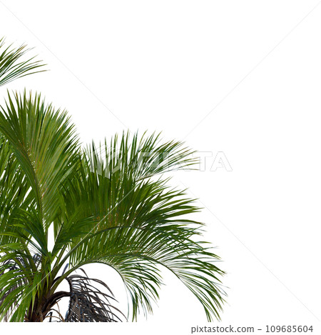 Isolated tree on a transparent background. Single tree isolated on a white background. Isolated tree on a transparent background. Single tree isolated on a white background. 109685604