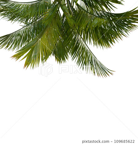 Isolated tree on a transparent background. Single tree isolated on a white background. 109685622