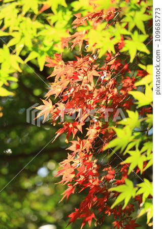 鮮紅的秋葉 鮮紅的秋葉 109685773