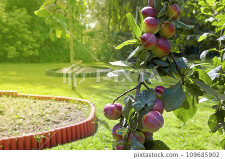 A branch of a plum tree with large plum fruits in a garden filled with sun. A bountiful harvest A branch of a plum tree with large plum fruits in a garden filled with sun. A bountiful harvest 109685902
