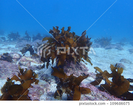 winter ocean floor 109686075