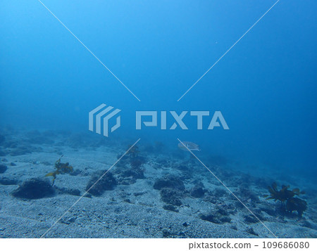 Swiss Cuttlefish Swiss Cuttlefish 109686080