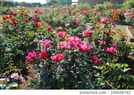 Arao City Ominous Citizen Flower Bed Rose Flower, Arao City Ominous Citizen Flower Bed Rose Flower, 109686782