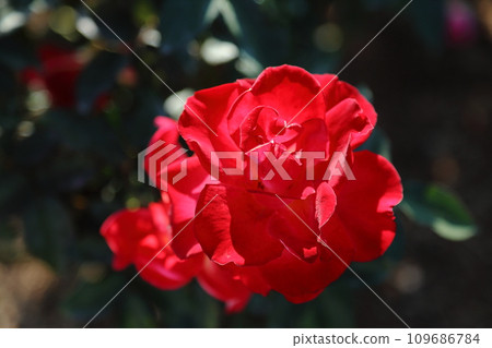 Arao City Ominous Citizen Flower Bed Rose Flower, Arao City Ominous Citizen Flower Bed Rose Flower, 109686784