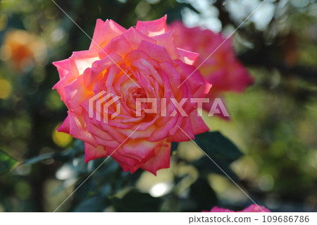 Arao City Ominous Citizen Flower Bed Rose Flower, Arao City Ominous Citizen Flower Bed Rose Flower, 109686786