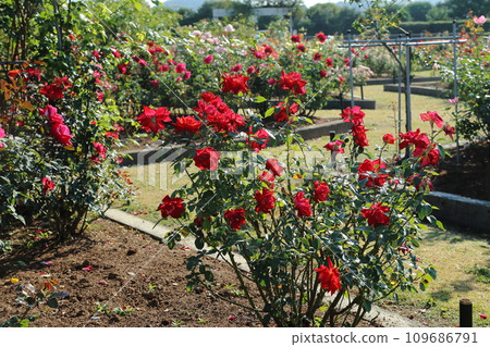 Arao City Ominous Citizen Flower Bed Rose Flower, 109686791