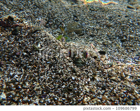 我能看到一點 109686799