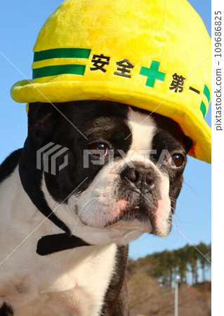 Mighty the Boston Terrier wearing a yellow helmet under the blue sky ♡ 109686825