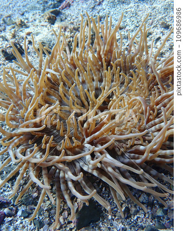 An island An island 109686986