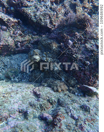 Octopus mimicry 109686992